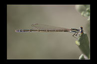 PhotoID: AusDa017. Aurora Bluetail (Ischnura aurora) - female