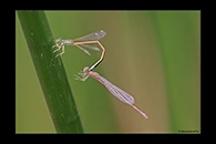 PhotoID: AusDa171. Aurora Bluetail (Ischnura aurora) - copula
