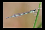PhotoID: AusDa177. Aurora Bluetail (Ischnura aurora) - female