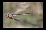 PhotoID: AusDa178. Aurora Bluetail (Ischnura aurora) - female