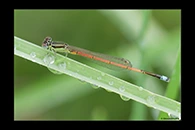 PhotoID: AusDa402. Aurora Bluetail (Ischnura aurora) - male