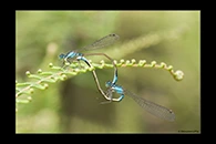 PhotoID: AusDa018. Ischnura heterosticta - copula