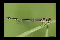 PhotoID: AusDa020. Ischnura heterosticta - female
