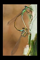 PhotoID: AusDa021. Ischnura heterosticta - copula