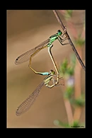 PhotoID: AusDa022. Ischnura heterosticta - copula