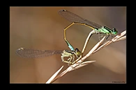 PhotoID: AusDa023. Ischnura heterosticta - copula