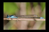 PhotoID: AusDa024. Ischnura heterosticta - female
