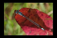 PhotoID: AusDa025. Ischnura heterosticta - female