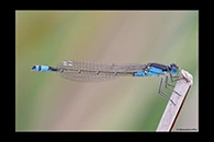 PhotoID: AusDa026. Ischnura heterosticta - female