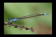 PhotoID: AusDa027. Ischnura heterosticta - female