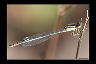 PhotoID: AusDa028. Ischnura heterosticta - female