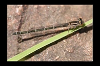PhotoID: AusDa029. Ischnura heterosticta - female
