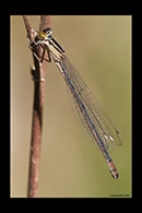 PhotoID: AusDa030. Ischnura heterosticta - female