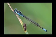 PhotoID: AusDa035. Ischnura heterosticta - male