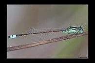 PhotoID: AusDa049. Ischnura heterosticta - male