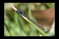 PhotoID: AusDa052. Ischnura heterosticta - male