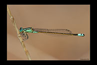 PhotoID: AusDa053. Ischnura heterosticta - female