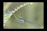 PhotoID: AusDa054. Ischnura heterosticta - copula