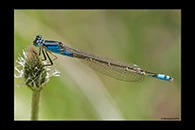 PhotoID: AusDa055. Ischnura heterosticta - female