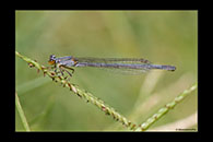 PhotoID: AusDa082. Ischnura heterosticta - female