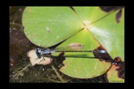 PhotoID: AusDa290. Ischnura pruinescens - male