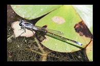 PhotoID: AusDa291. Ischnura pruinescens - male