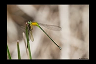 PhotoID: AusDa292. Ischnura pruinescens - female