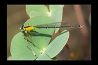 PhotoID: AusDa294. Ischnura pruinescens - female