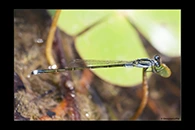PhotoID: AusDa296. Ischnura pruinescens - male