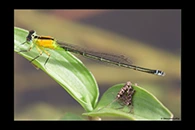 PhotoID: AusDa344. Ischnura pruinescens - female