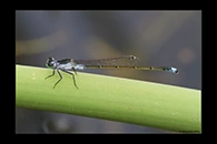 PhotoID: AusDa346. Ischnura pruinescens - male