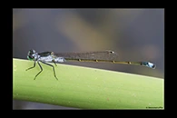 PhotoID: AusDa347. Ischnura pruinescens - male
