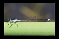 PhotoID: AusDa348. Ischnura pruinescens - male