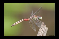 PhotoID: AusDr240. Lathrecista asiatica festa - male