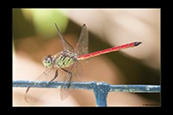 PhotoID: AusDr241. Lathrecista asiatica festa - male