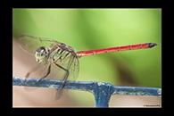 PhotoID: AusDr242. Lathrecista asiatica festa - male