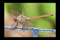 PhotoID: AusDr243. Lathrecista asiatica festa - male
