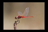 PhotoID: AusDr472. Macrodiplax cora - male