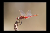 PhotoID: AusDr473. Macrodiplax cora - male