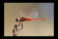 PhotoID: AusDr474. Macrodiplax cora - male