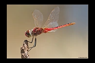PhotoID: AusDr477. Macrodiplax cora - male