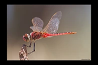PhotoID: AusDr478. Macrodiplax cora - male