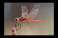 PhotoID: AusDr479. Macrodiplax cora - male