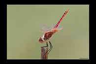 PhotoID: AusDr480. Macrodiplax cora - male