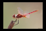 PhotoID: AusDr481. Macrodiplax cora - male