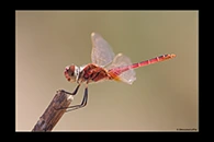 PhotoID: AusDr482. Macrodiplax cora - male