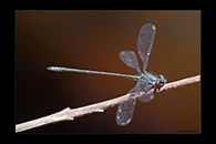 PhotoID: AusDa037. Stream Flatwing (Miniargiolestes minimus) - male