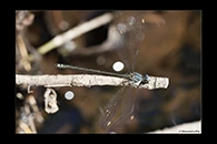 PhotoID: AusDa038. Stream Flatwing (Miniargiolestes minimus) - male