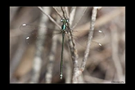 PhotoID: AusDa039. Stream Flatwing (Miniargiolestes minimus) - female