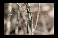 PhotoID: AusDa513. Stream Flatwing (Miniargiolestes minimus) - female